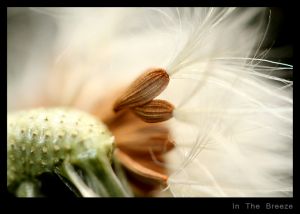 In The Breeze.jpg
